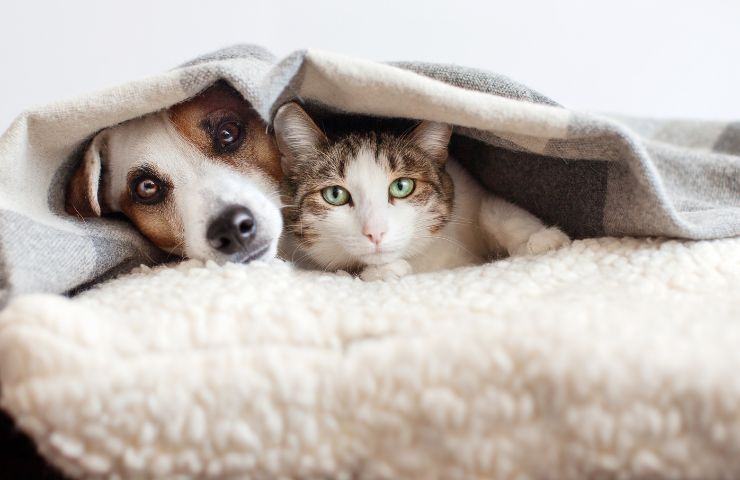 Cane e gatto sotto le coperte