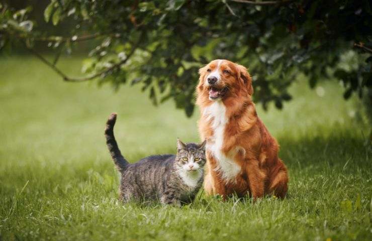 Cane e gatto in area verde