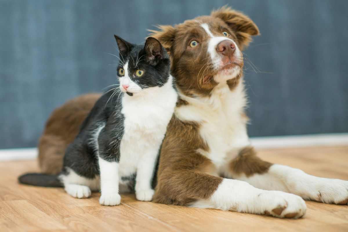 cane e gatto vicini