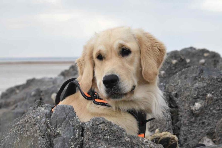 Golden retriever con pettorina da cane guida