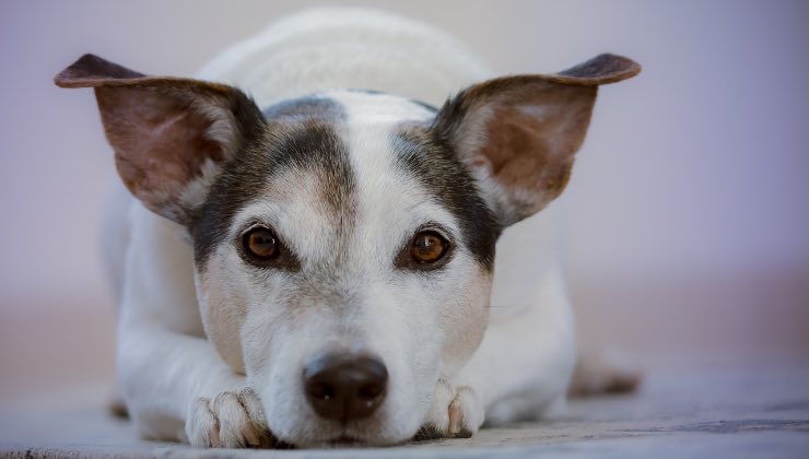 Piccolo cane in posa sdraiato sul pavimento