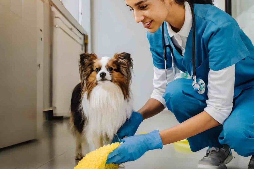 Cane aspetta in corridoio dal veterinario