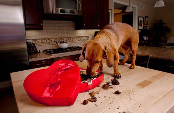 Cane e cioccolatini