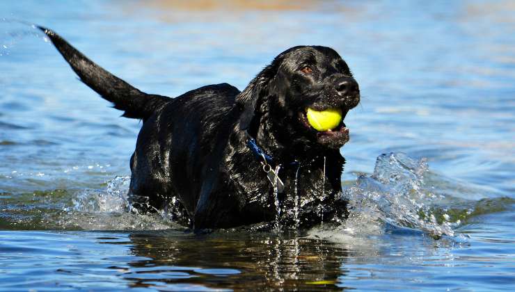 Cane prende la pallina in acqua