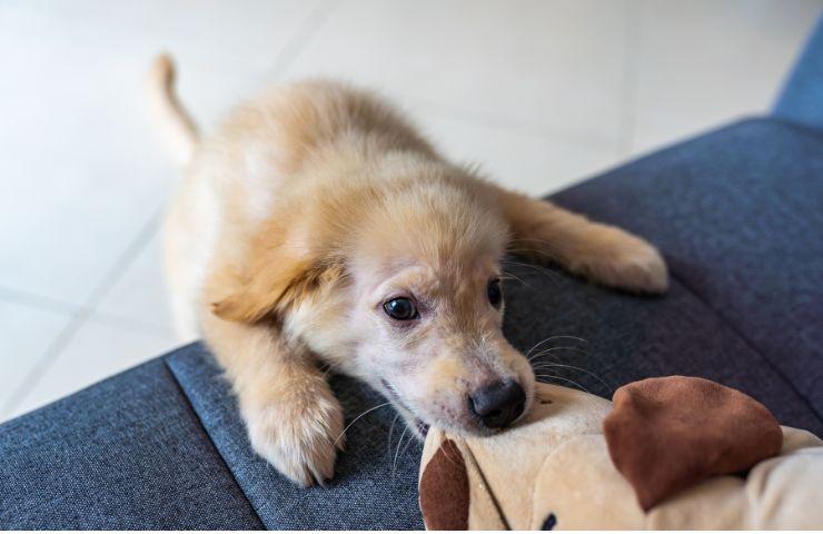 Cane mangia peluche