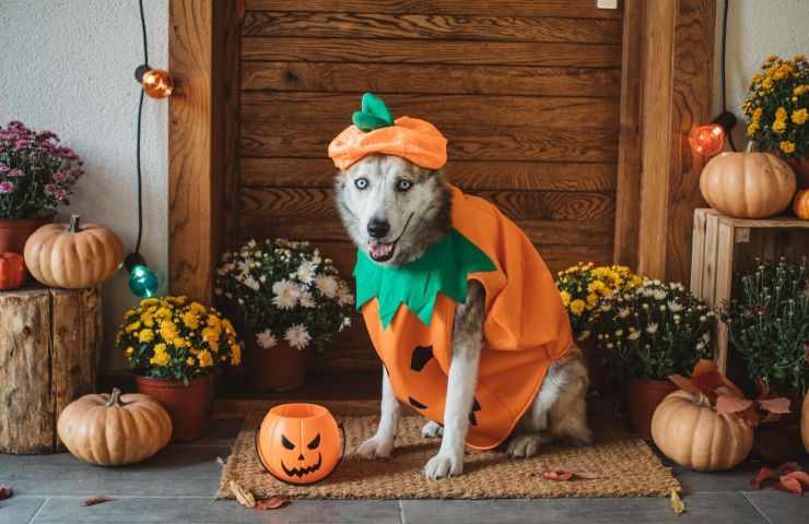 Vestito da zucca per cani