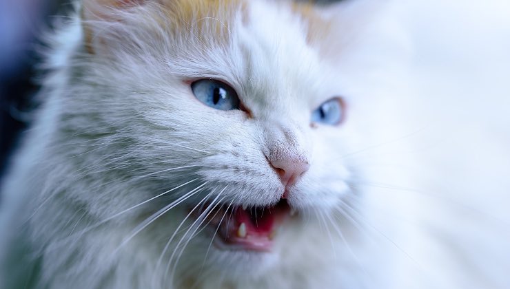 Gatto bianco e arancione con la bocca aperta 