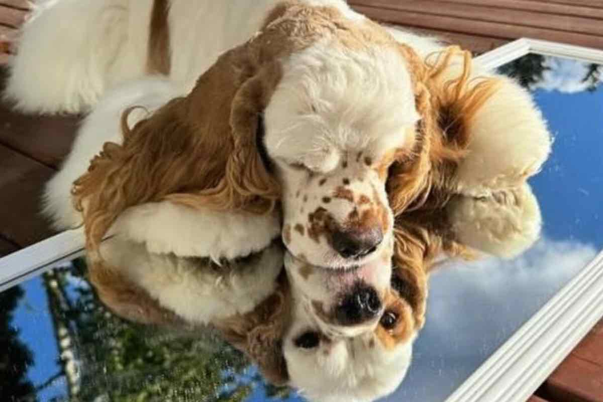 Cocker bianco e marrone allo specchio del futuro nella natura