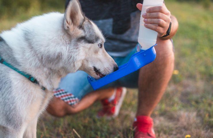 Acqua per cani portatile