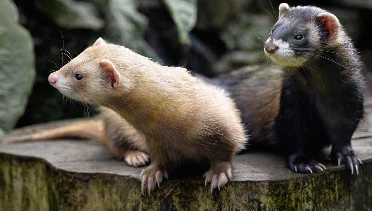 2 furetti uno vicino all’altro sul tronco