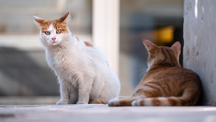 Gatti bianchi e arancioni in strada 