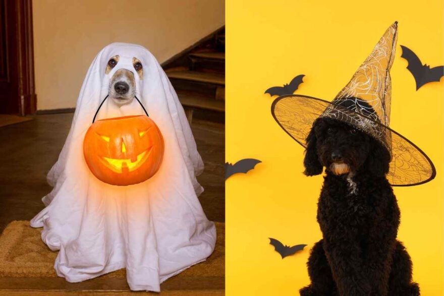 Cani con vestiti di Halloween