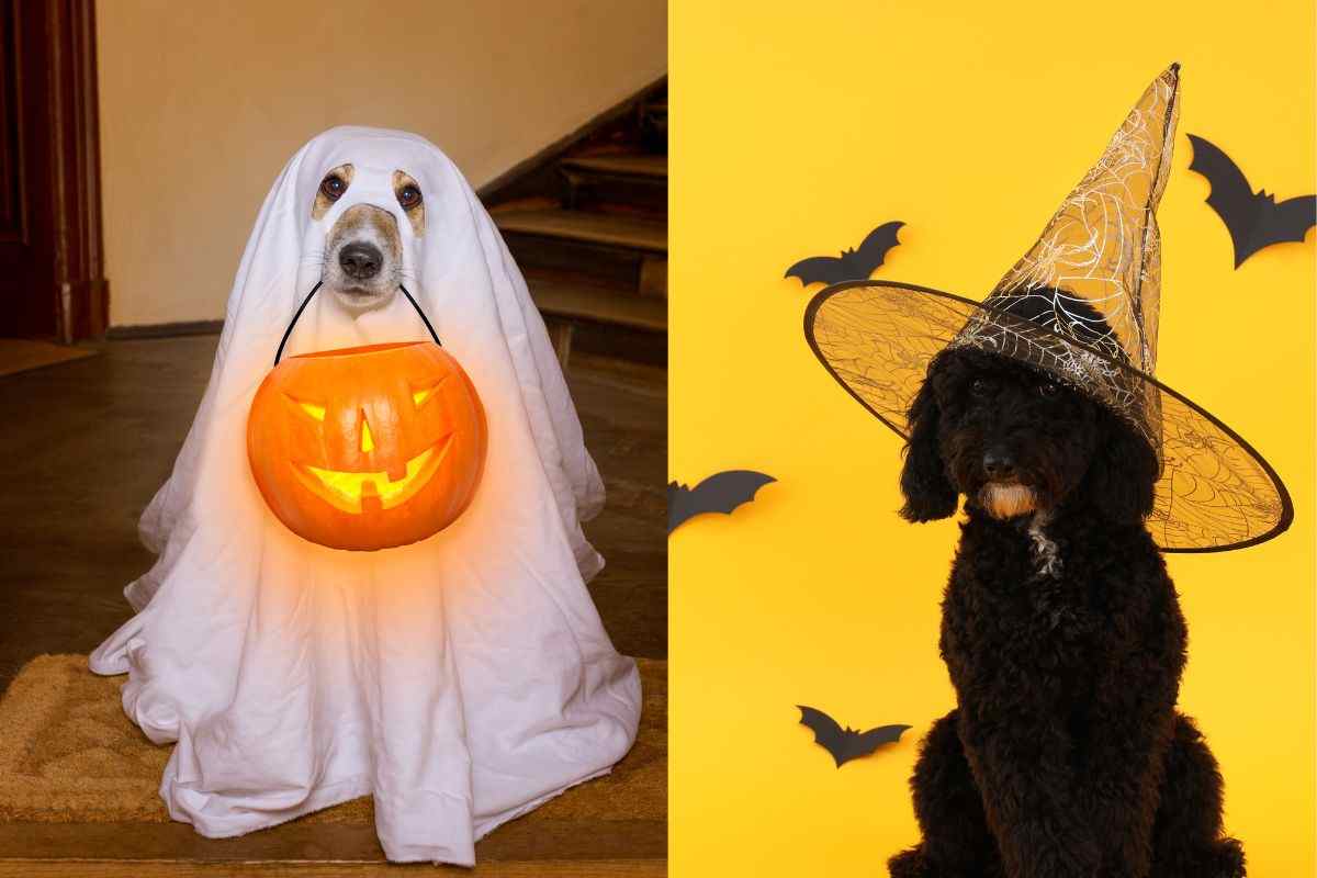 Cani con vestiti di Halloween 