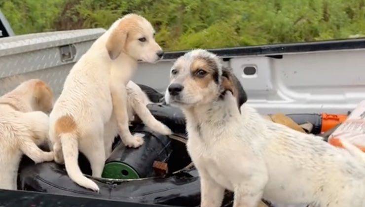 Trio di cuccioli di cane sul vano posteriore dell'auto