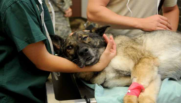 Cane sul lettino del veterinario 