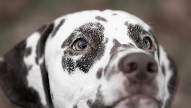 Sguardo del cane bianco e nero nella natura 