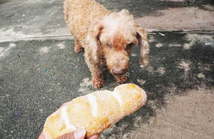 Panino al cane