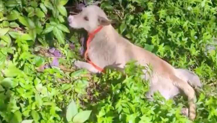 Uno dei cani randagi salvati nell’isola di Saipan