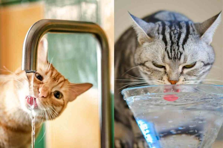 Gatti che bevono da rubinetto e da ciotola