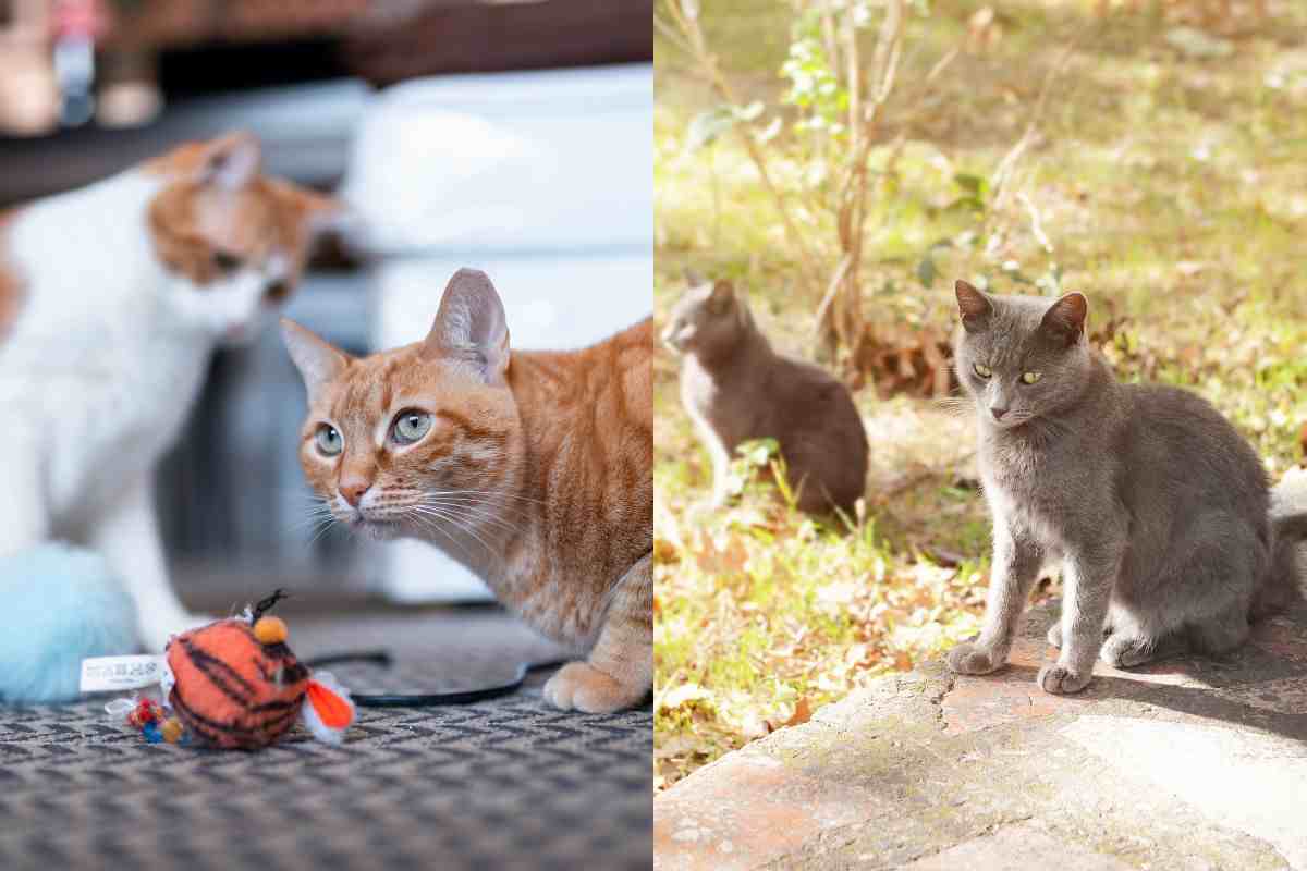 Gatti in appartamento e nelle aree verdi