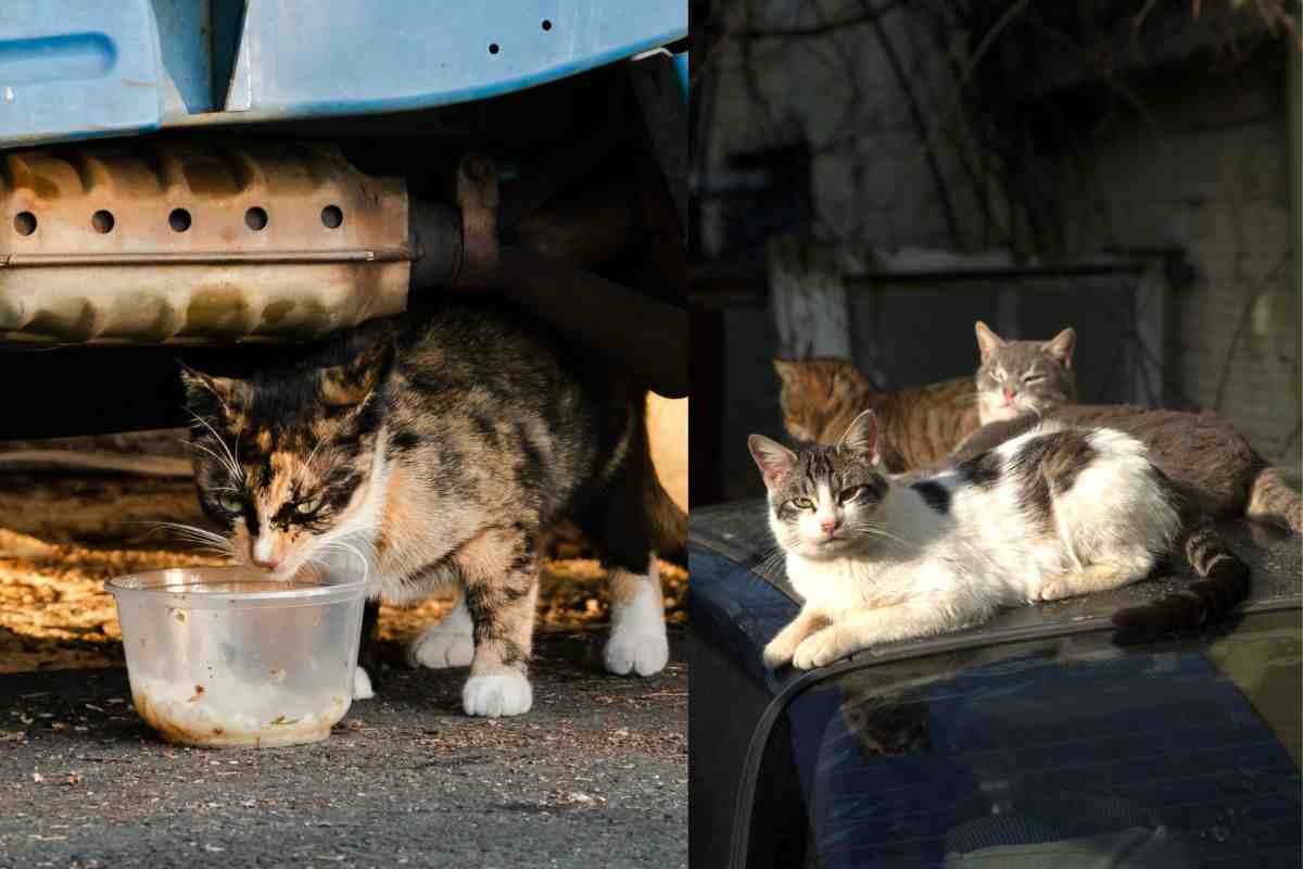 Gatti sopra e sotto la macchina per il freddo