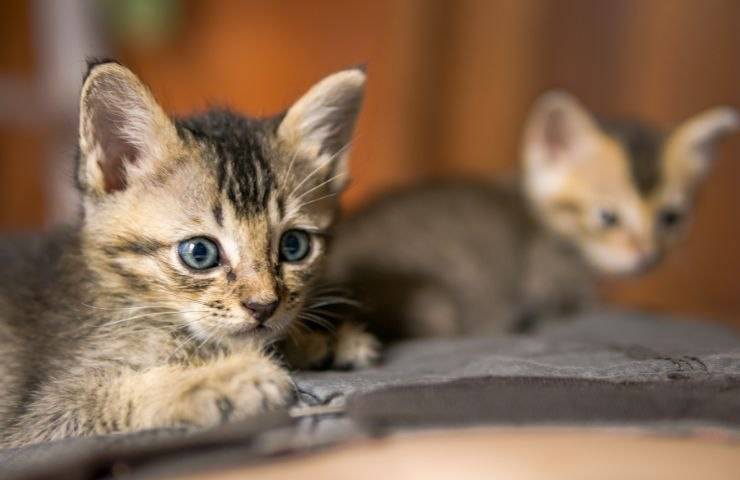 Gattini senza mamma