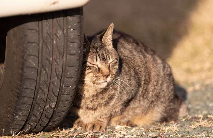 Gatto al sole