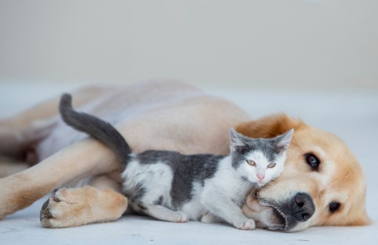 Cane e gatto abbracciati