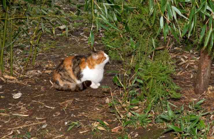 Gatto fa la caccia