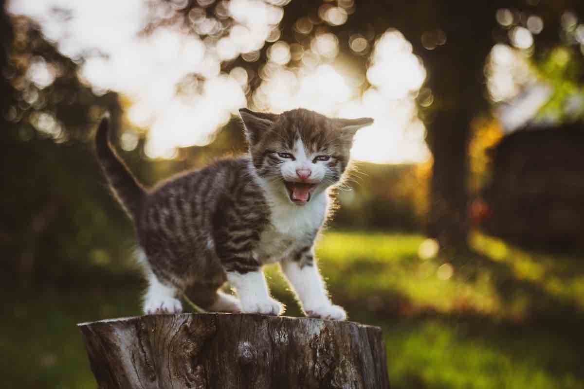 Piccolo gatto mentre chiacchiera sul tronco dell’albero