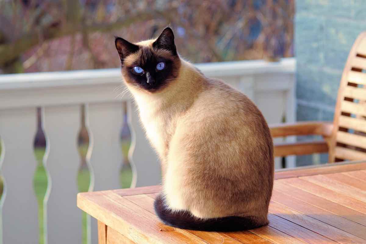 Gatto siamese con occhi blu