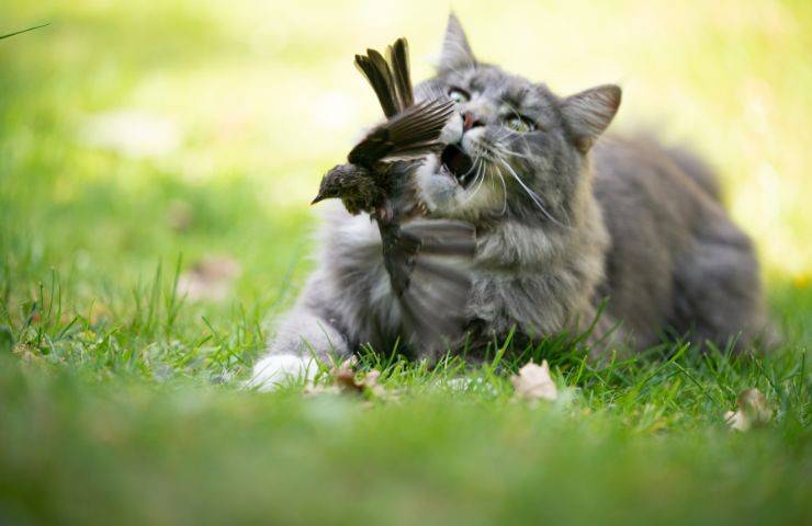 Gatto afferra uccello con la bocca