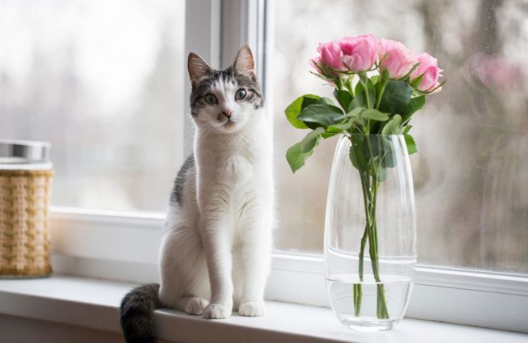 Gatto e vaso di fiori