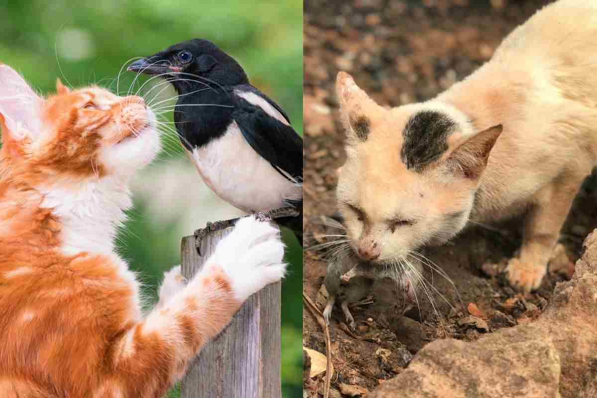 Gatto e uccello e gatto e topo