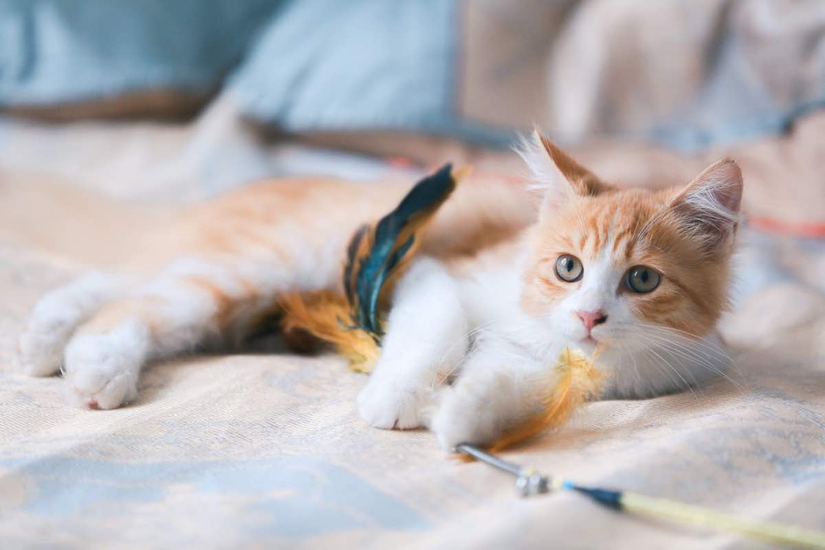 Gatto sdraiato con piuma per servizio fotografico