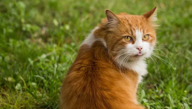 Gatto arancione e bianco nella natura 