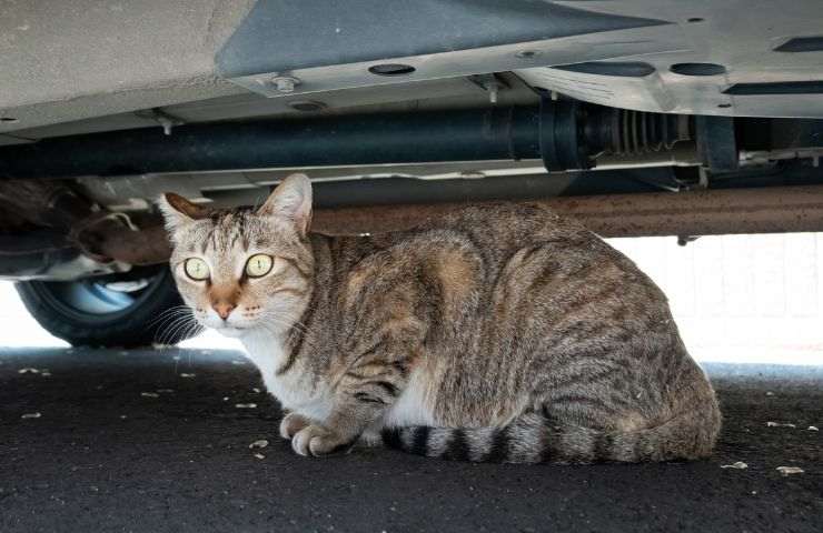 Gatto sotto la macchina