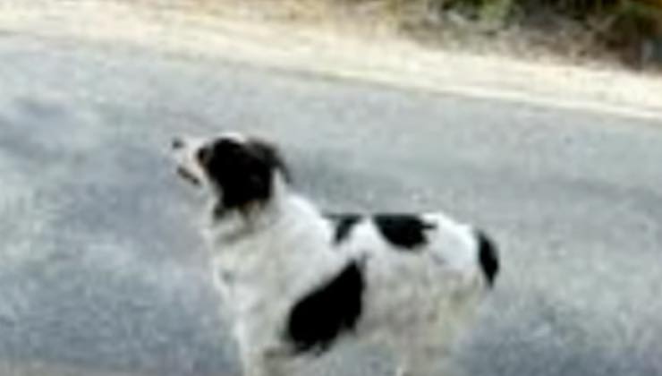 Cane bianco e nero abbaia in strada 