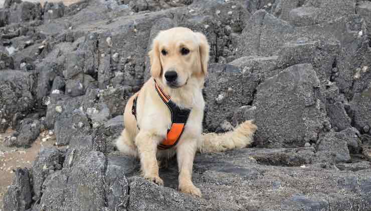 Cane guida seduto sugli scogli