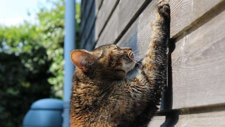 Gatto graffia la parete esterna della casa