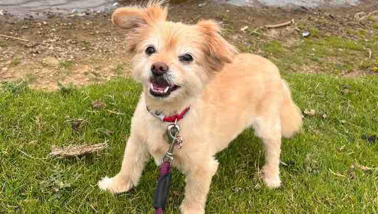 Cane appena adottato durante la sua corsa nella natura 