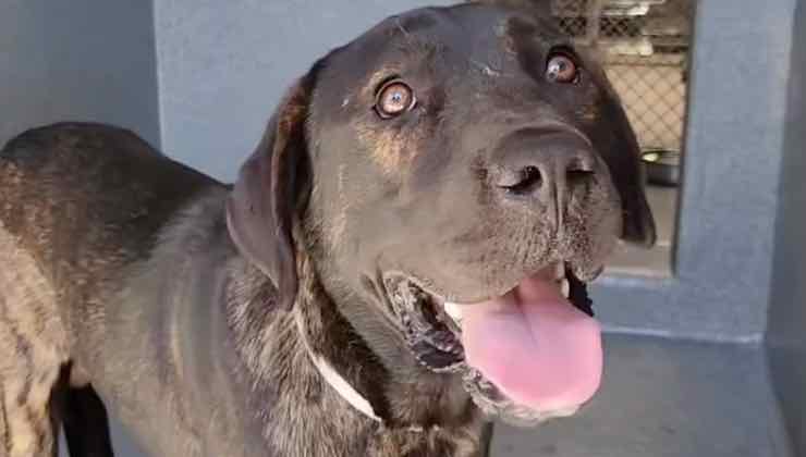 Labrador Retriever dallo sguardo impaurito 