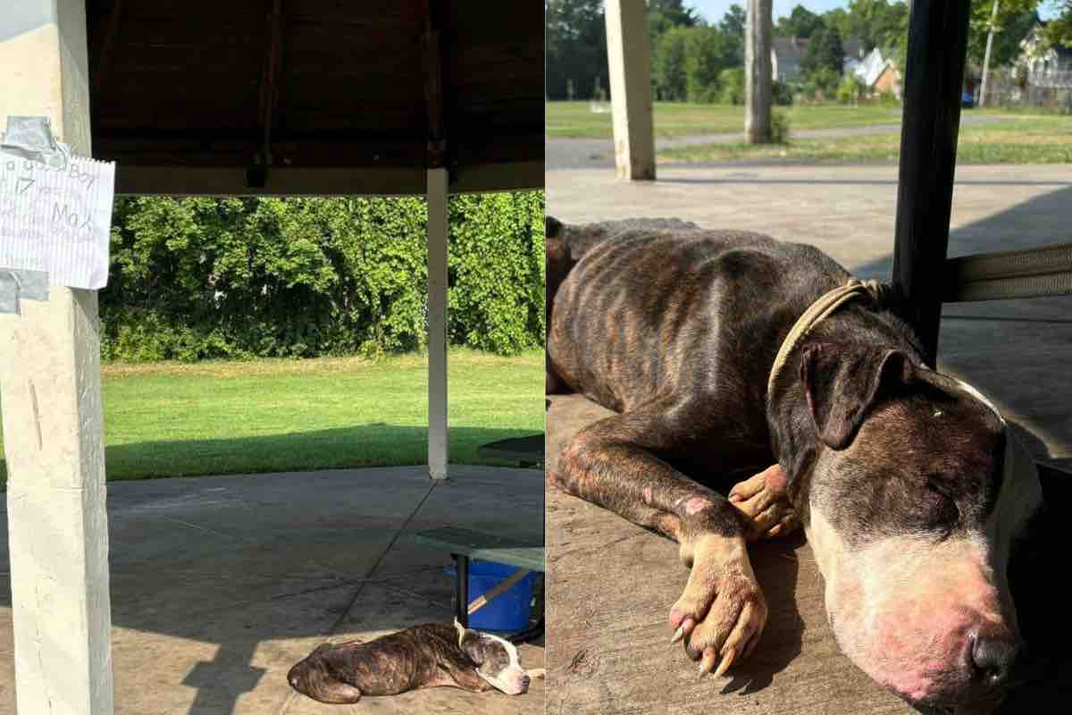 Magro Pit bull sdraiato nell'area picnic di un parco