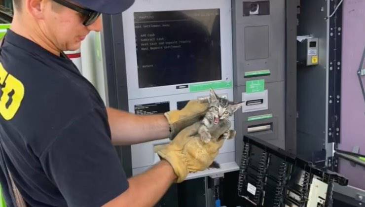 Il gatto grigio appena estratto dal bancomat 