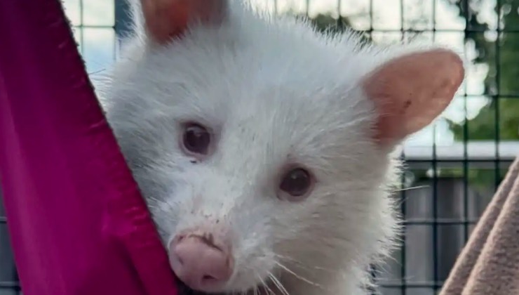 Procione albino tra le tende fuscia