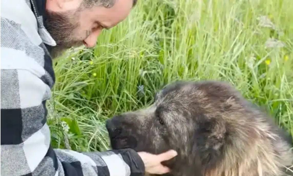 cane Maltrattato e abbandonato 