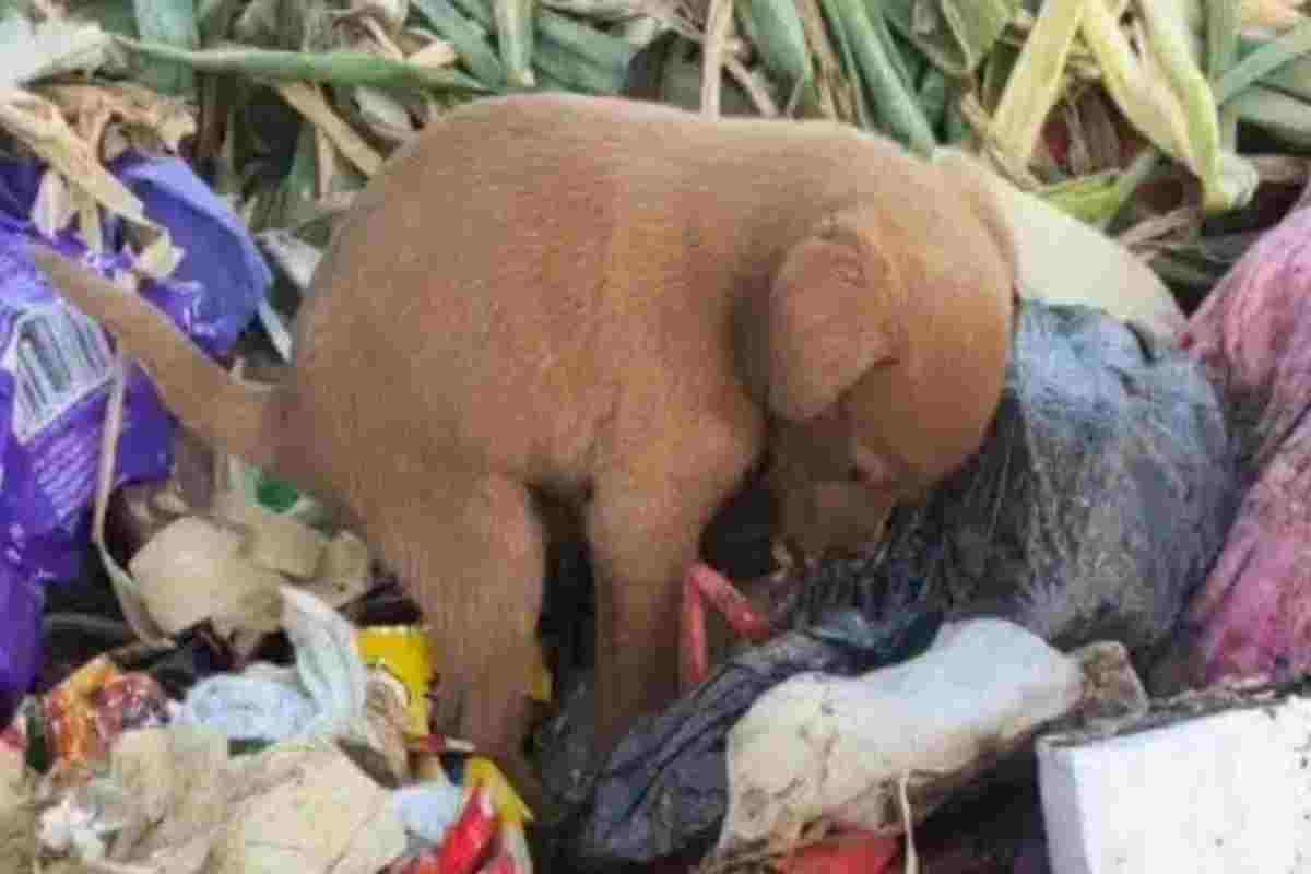 Abbandonato a poche settimane di vita nella discarica cucciolo mangia una busta di plastica per sopravvivere