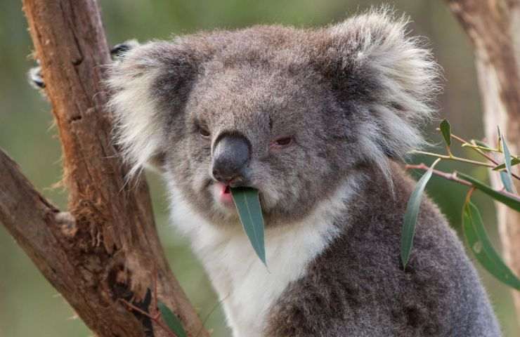 Koala mangia foglie di eucalipto