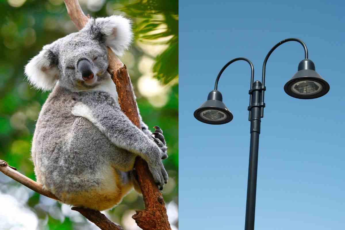 Koala su un albero e palo della luce in città