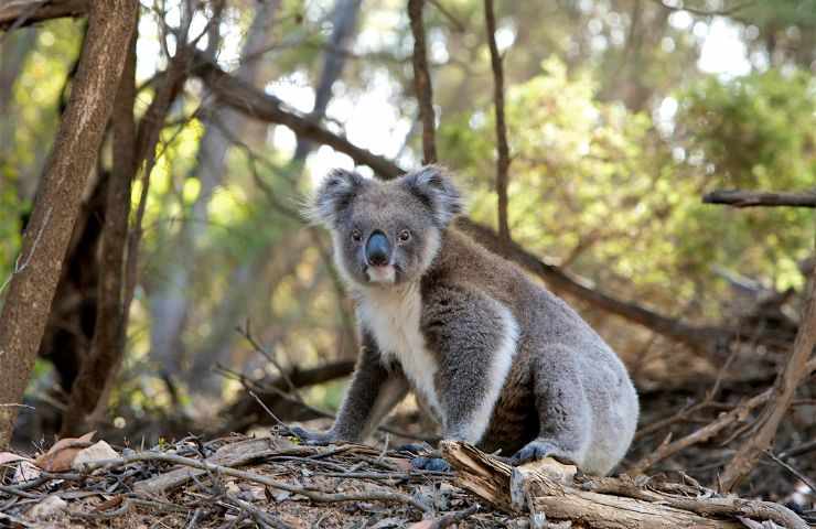 Koala in una foresta secca